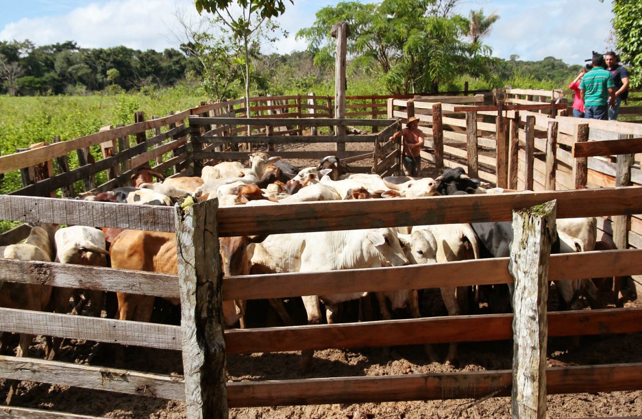 SAÚDE: Idaron confirma vacinação de mais 14,5 milhões de cabeças de bovinos e bubalinos em RO