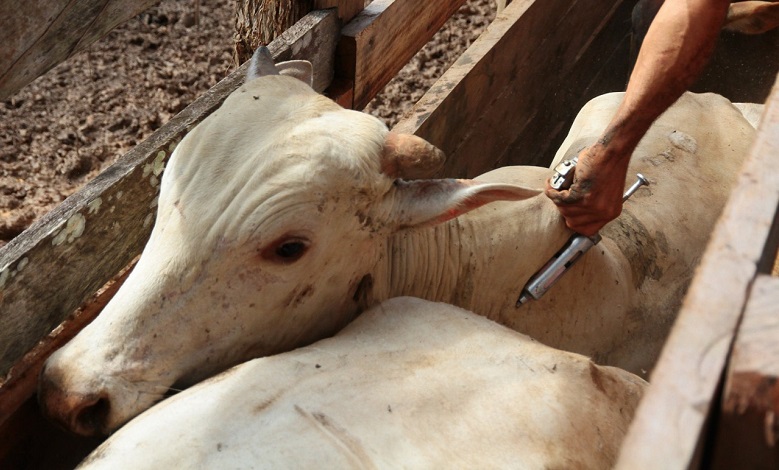 GADO: Campanha de Vacinação Contra febre Aftosa começa em Rondônia