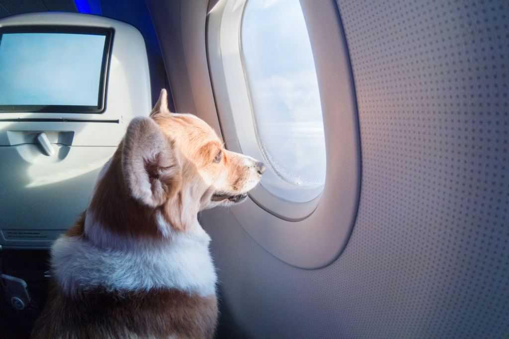 SEM AU AU: Companhias aéreas podem vetar animais em cabine, decide STJ
