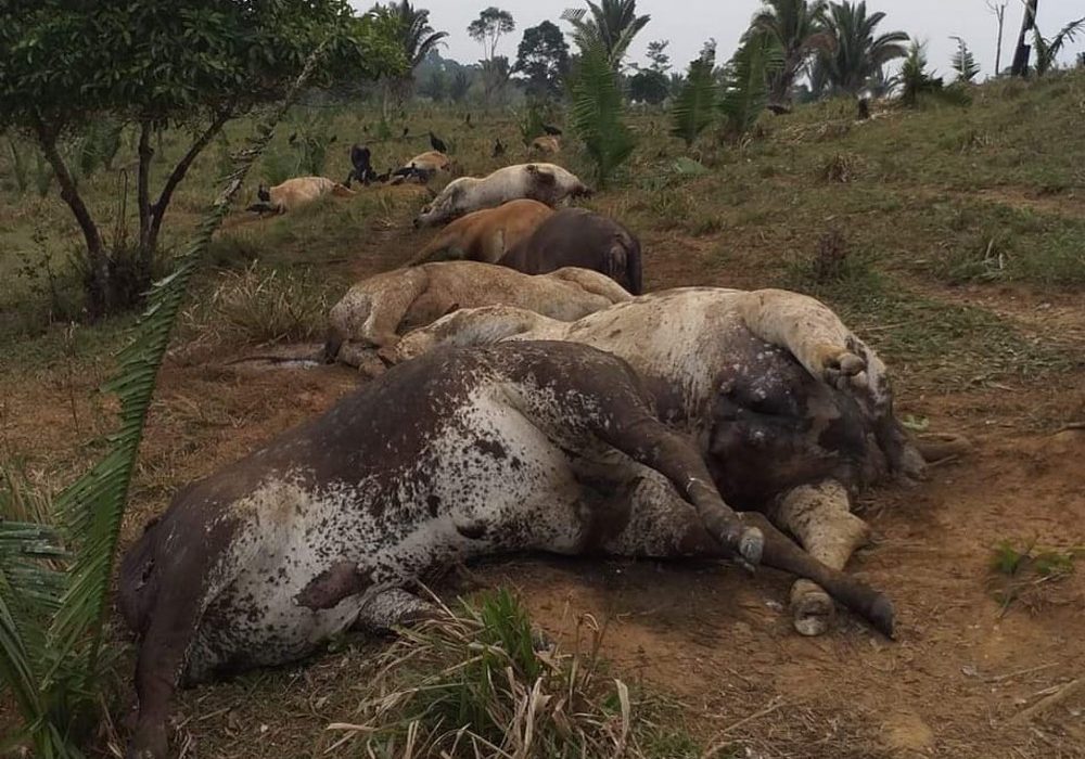 FEROZ: Tempestade de raios mata 10 vacas em sítio de Rondônia