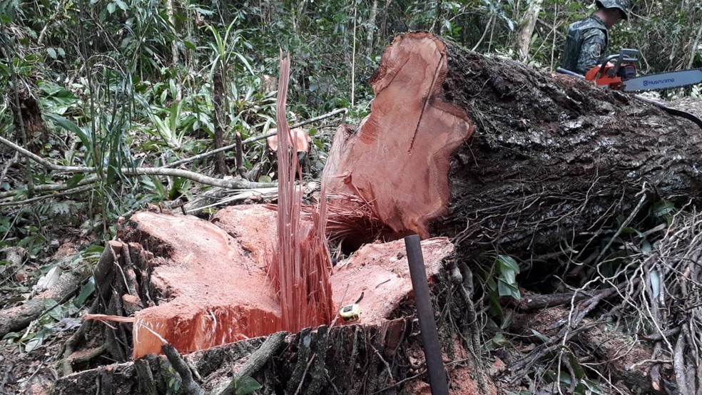 TRÁGICO: Trabalhador morre após ser atingido por árvore durante derrubada