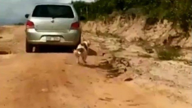 MALDADE: Motorista é filmado arrastando cachorro pela coleira em estrada