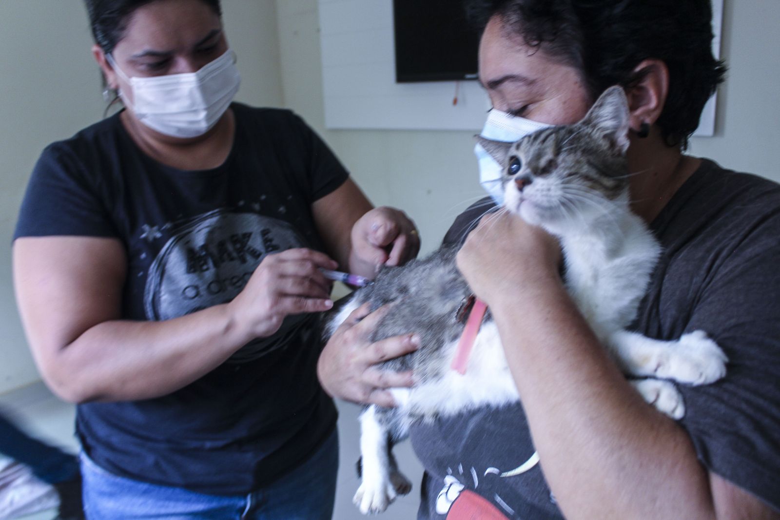 ANTIRRÁBICA: Vacinação de cães e gatos já atendeu cerca de 9 mil animais na capital