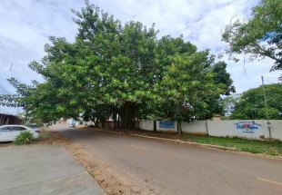 FIM DA SOMBRA: Maçonaria pede retirada de árvore histórica e caso gera debate na capital