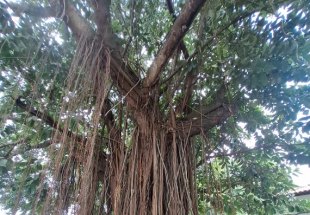 ÁRVORE DA SOMBRA: Maçonaria pede estudo técnico sobre gameleira e nega decisão de retirada