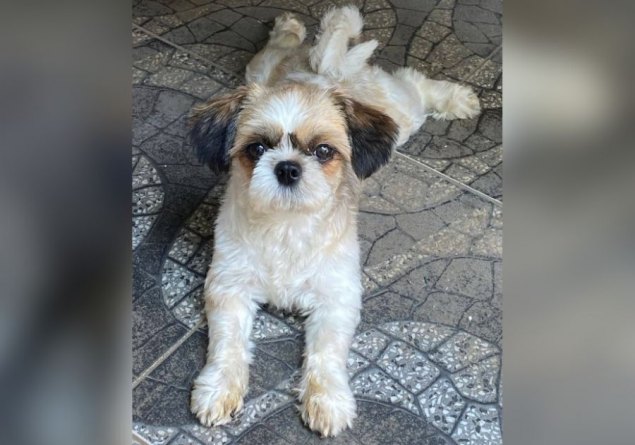 SUMIU: Tutoras procuram por shih-tzu ‘Polly’ desaparecido no Aponiã