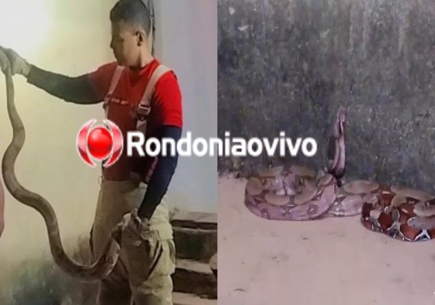 'VISITA INESPERADA': Cobra jibóia é encontrada na varanda de residência na capital 