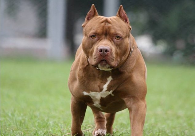 ALERTA: Novo caso de ataque de pit-bull em RO mostra urgência em Lei sobre o tema