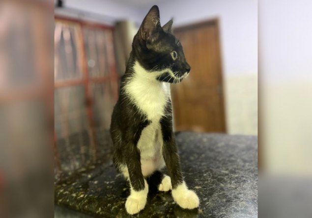 PODE AJUDAR?: Tutora busca por gata desaparecida em Porto Velho