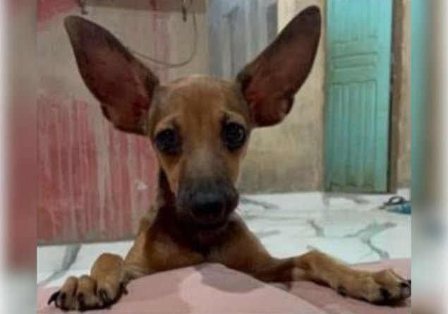 RECOMPENSA: Cachorro da raça Pinscher desaparece na zona Leste de Porto Velho