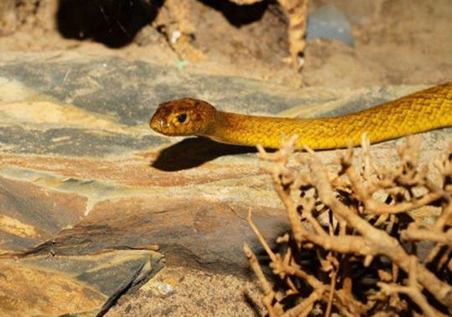 SUPER VÍBORA: Conheça a cobra capaz de liberar veneno para matar 400 pessoas de uma vez 