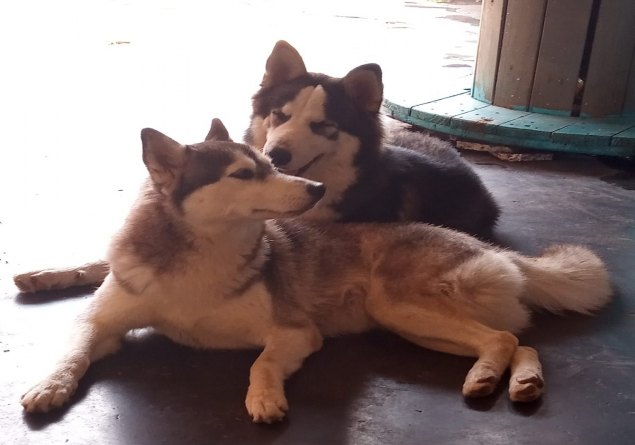 PROCURA-SE: Casal de Huskies é levado após portão ser arrombado em PVH