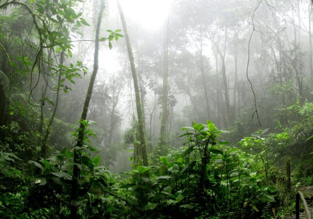 MAIS VERDE: Novo levantamento mostra que Rondônia foi o estado que mais reduziu de queimadas