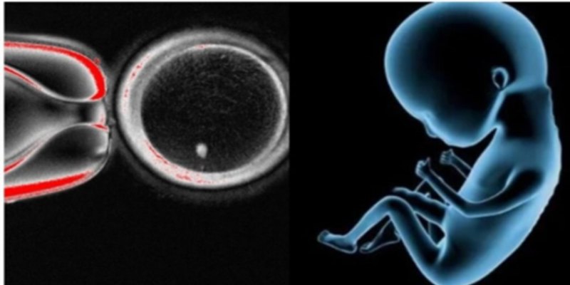 SEM MAMÃE: Cientistas descobrem como dois homens podem ter bebê sem mulher 