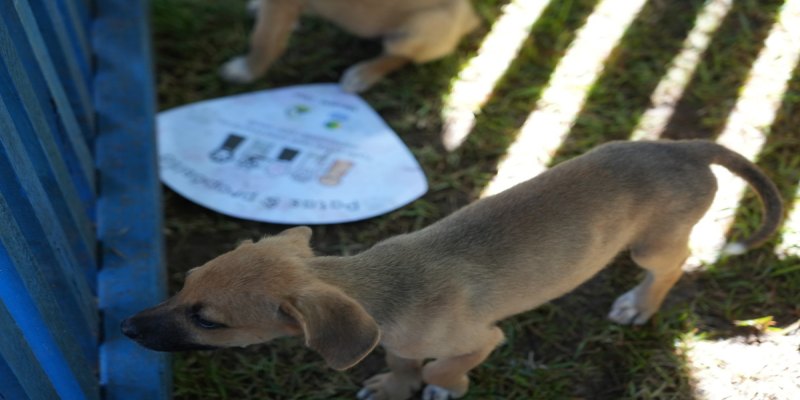 RESGATE DE ANIMAIS: Prefeitura abrirá o chamamento para cadastro de protetoras de animais