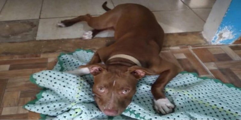 RECOMPENSA: Tutores procuram por pitbull 'Thor' desaparecido em Porto Velho