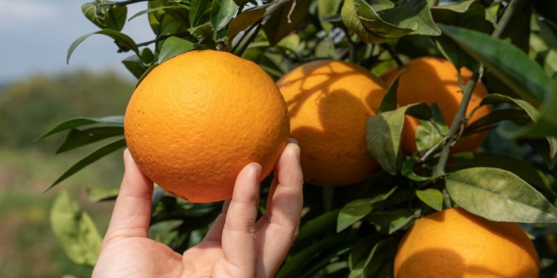 VENENO AGRÍCOLA: Laranja e penino são os novos vilões do agrotóxico no Brasil