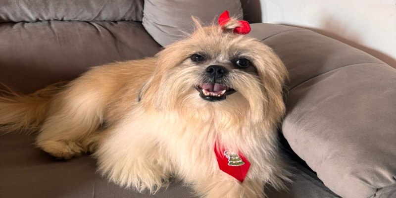 CHICO: Cachorro desaparece no bairro Lagoinha, em Porto Velho