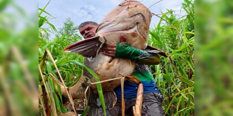 GIGANTE DA AMAZÔNIA: Pescador esportivo fisga pirarara de mais de 50 kg no rio Madeira
