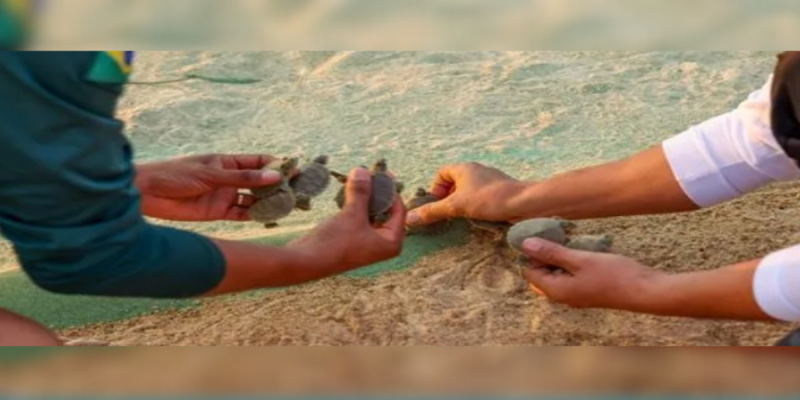 SUSTENTABILIDADE: Maior berçário do mundo tem eclosão de 60 mil tartarugas e supera expectativas