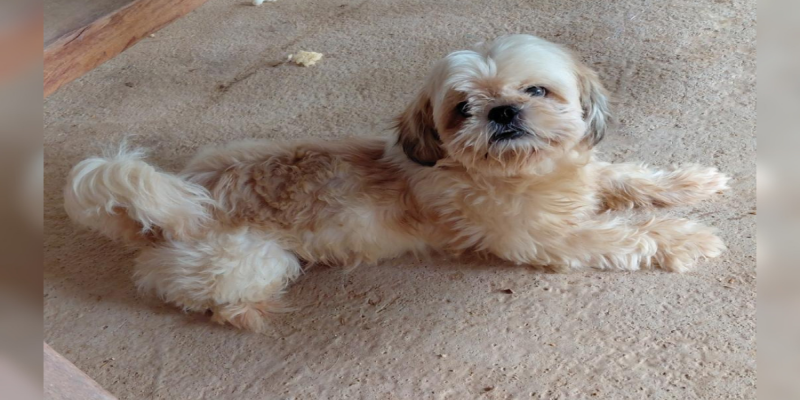 FLOQUINHO: Cachorro some no bairro Lagoinha em PVH