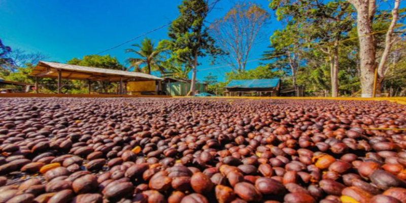 AGRO: Rondônia projeta até dobrar produção de café em 2026 com apoio da Emater
