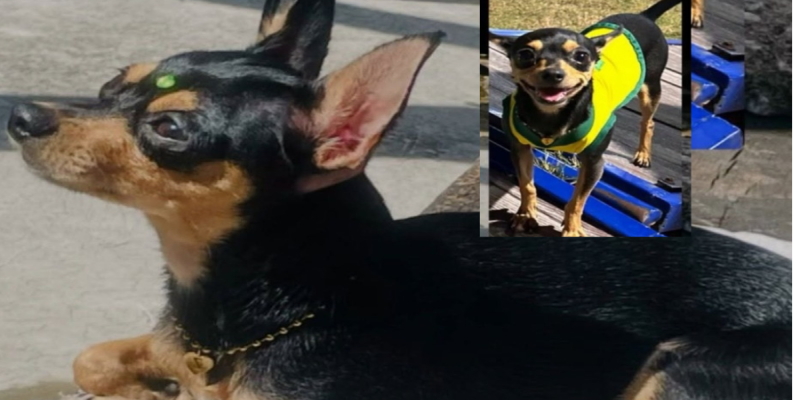 RECOMPENSA: Pinscher de dois anos desaparece na região central de PVH