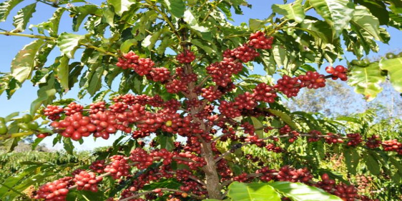 BOMBANDO: Produção de café cresce quase 10% em Rondônia, destaca Conab