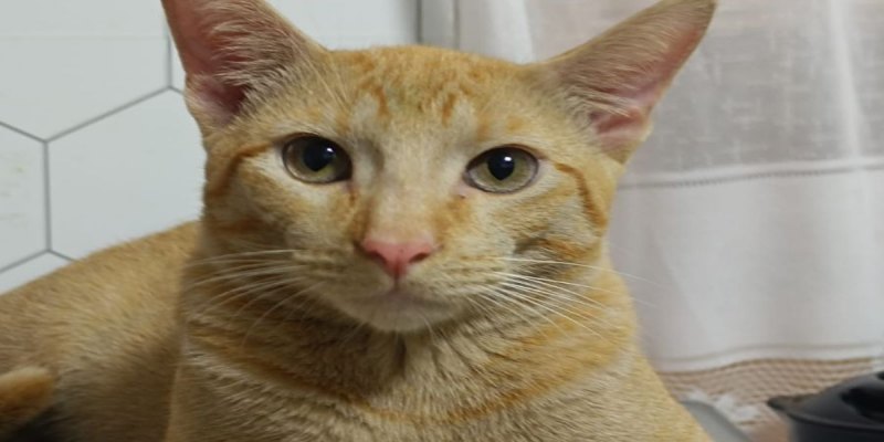 MIAU: Gato 'Murilo' desaparece no bairro Tiradentes; família oferece recompensa