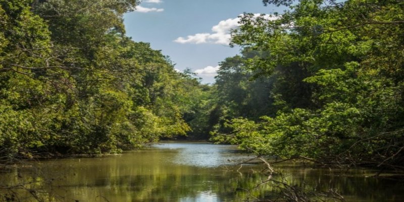 RECONFIGURAÇÃO: IBGE atualiza mapa ambiental e revisa regiões fitoecológicas do Brasil