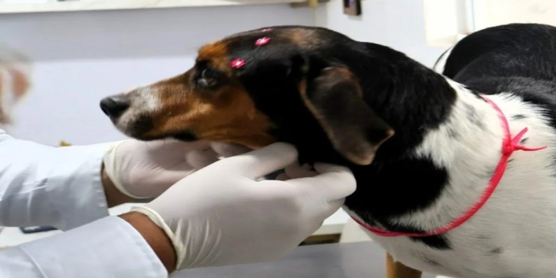 FINAL FELIZ: Cadela resgatada após maus-tratos inicia tratamento contra câncer