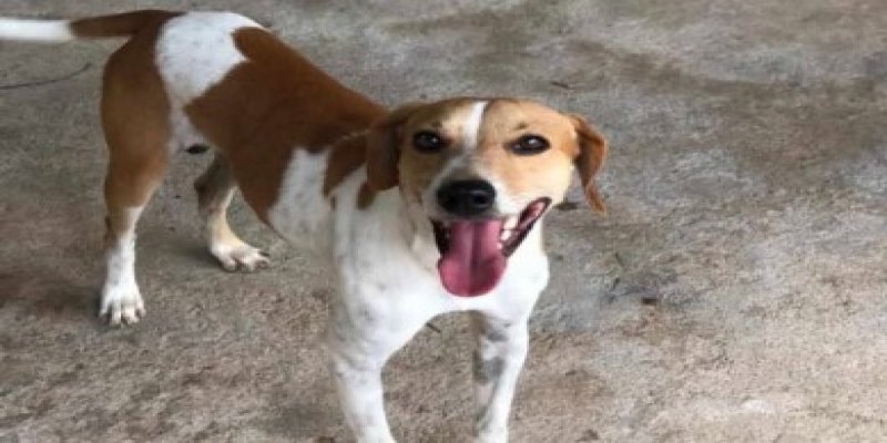 PODE AJUDAR? Cachorro Jarlinho desaparece no bairro Ulisses Guimarães