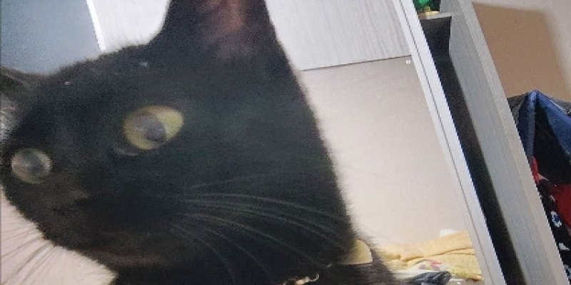 PODE AJUDAR?: Procura-se gata desaparecida em Porto Velho