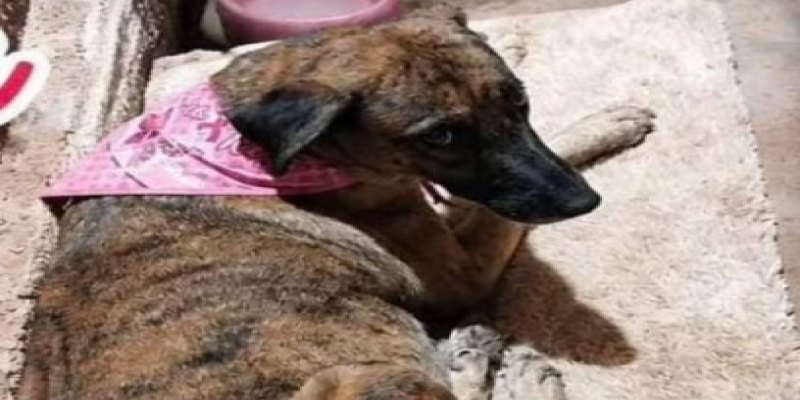 VOCÊ VIU? Cadela Pandora está desaparecida em PVH