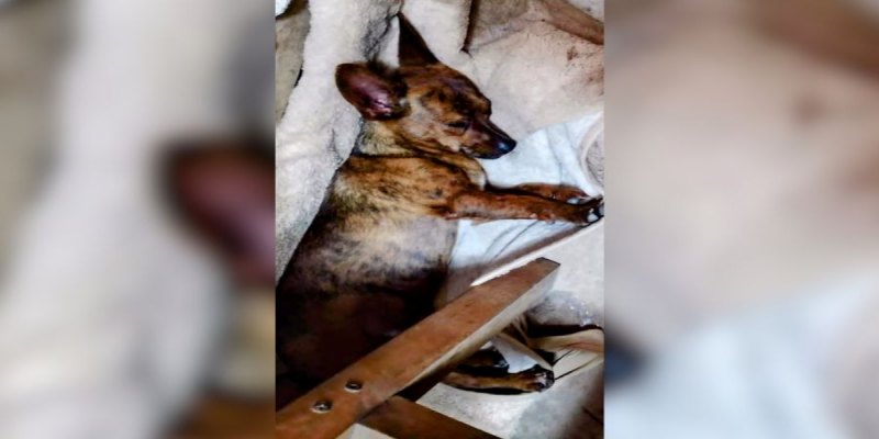 RECOMPENSA: Tutora procura por cachorro desaparecido em Porto Velho
