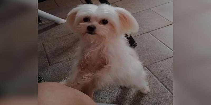 PODE AJUDAR?: Tutora busca por cadela perdida em Porto Velho