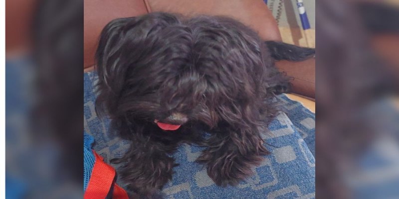 É SEU?: Cachorro da raça Shih-Tzu é encontrado perdido em Porto Velho