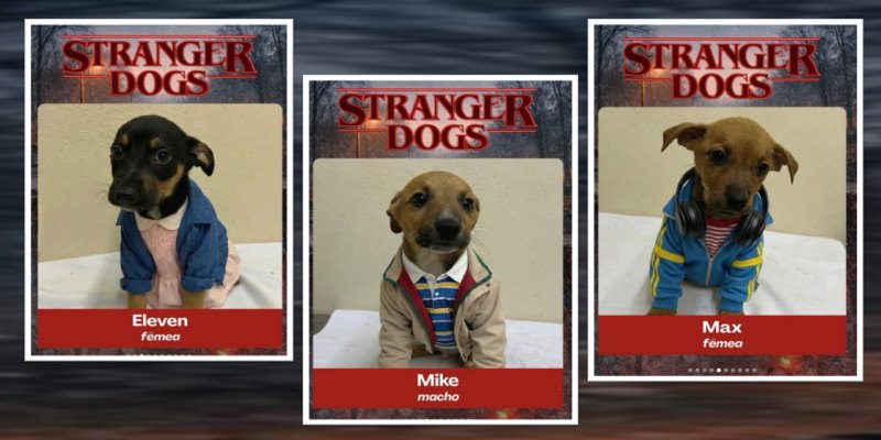 FOFURAS: Abrigo divulga pets fantasiados de Stranger Things para incentivar adoção