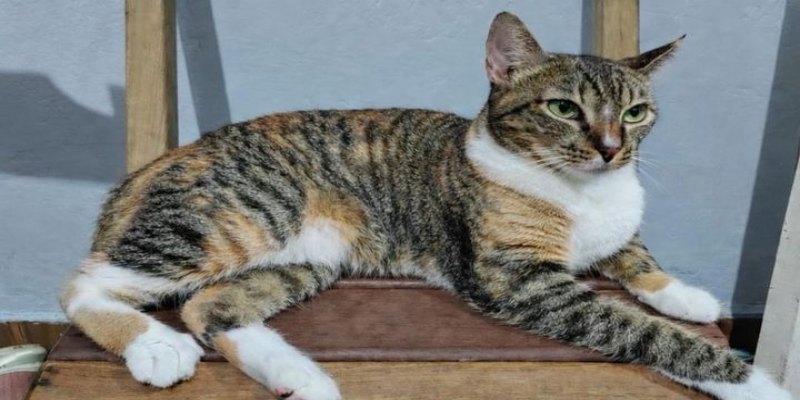 RECOMPENSA: Tutores procuram por gata desaparecida em Candeias do Jamari