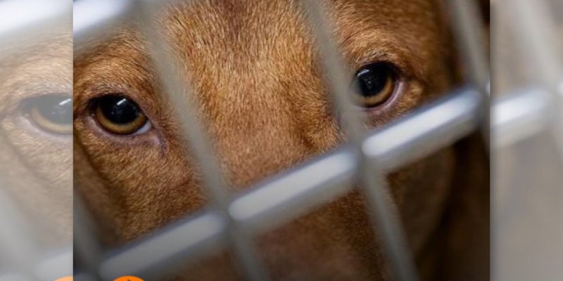 PRÁTICAS BRUTAIS: Polícia monitora grupos digitais que expõem jovens a violência extrema