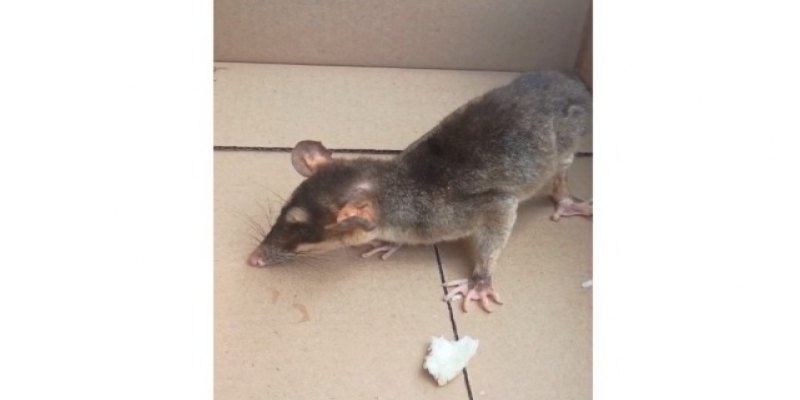 BOA AÇÃO: Mucura ferida é resgatada no centro de Ouro Preto do Oeste