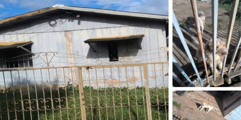 EM VILHENA: Cães abandonados em casa fechada preocupam moradores no bairro 5º BEC