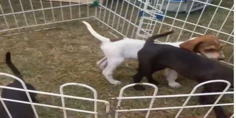 VIDA NOVA: Caramelos ganham chance de novo lar na Rondônia Rural Show