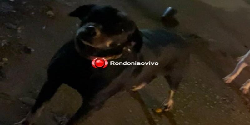 AJUDE ENCONTRAR: Cadela 'Negona' está desaparecida do bairro Igarapé