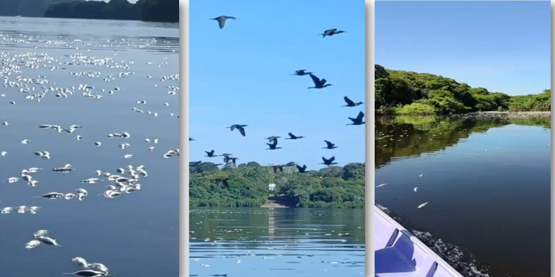 IMPACTO AMBIENTAL E ALIMENTAR: Mortandade de peixes volta a atingir o Lago do Cuniã e preocupa ribeirinhos