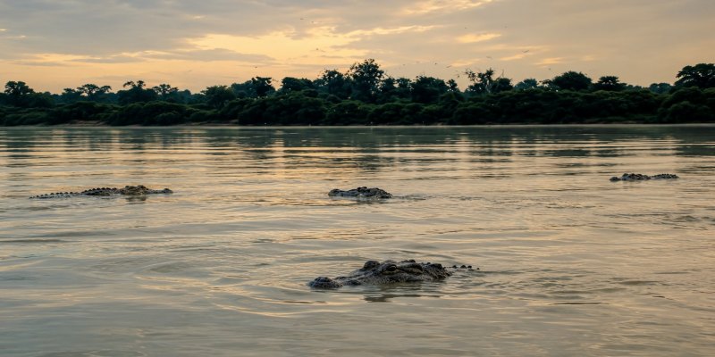 SUSTENTABILIDADE: Carne de Jacaré avança para nova etapa de reconhecimento geográfico