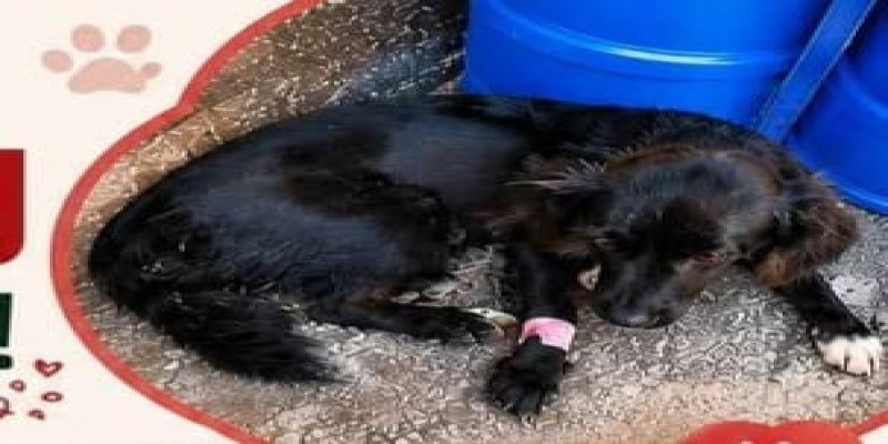 SOLIDARIEDADE: Cadelinha com câncer precisa de ajuda em PVH