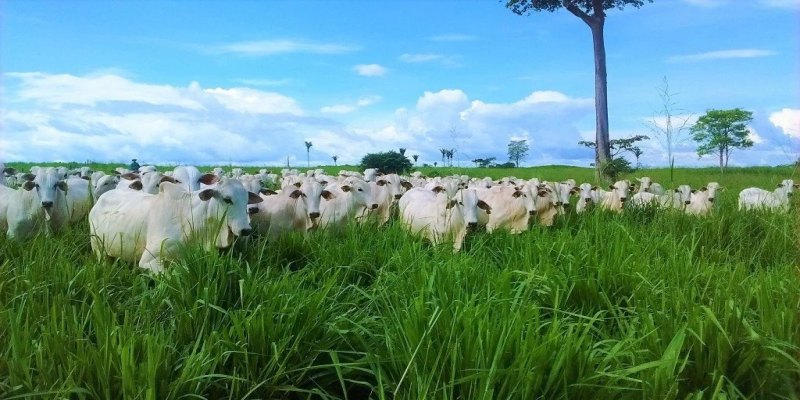 DADOS MAPBIOMAS: Agropecuária cresce 561% no entorno de áreas protegidas da Amazônia