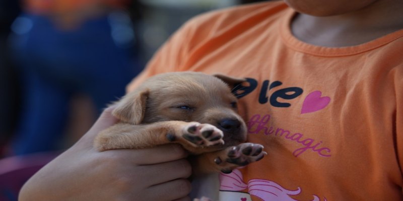 SERVIÇO: Feira de adoção garante novos lares para cães e gatos em Porto Velho