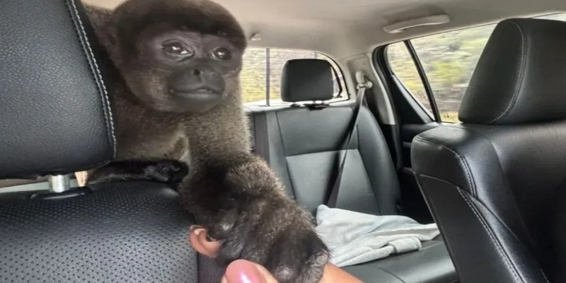 MACACO-BARRIGUDO: Sema resgata primata na zona rural de Porto Velho; conheça a espécie 
